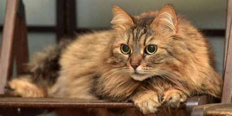 Norwegian Forest Cat Breed Size Appearance And Personality