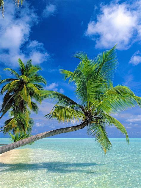 Tropical Paradise At Maldives Ipad Wallpaper Background