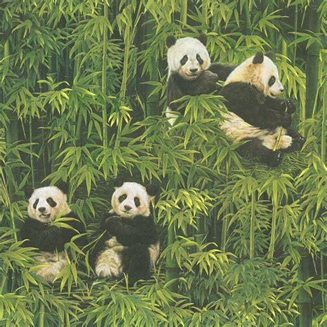 Bamboo Panda Wallpapers Wallpaper Cave