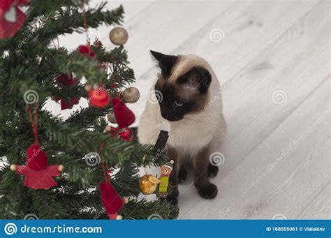 Siamese Cat And Christmas Tree Stock Image Image Of Season Mammal