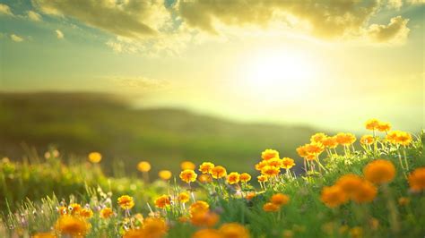Morning Sunshine On Flowers