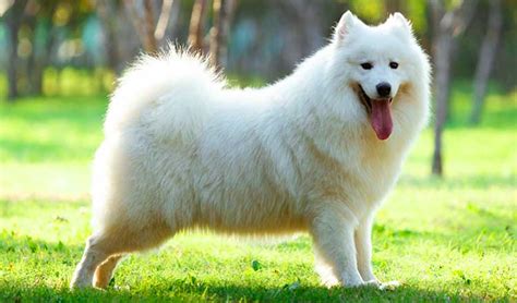 Samoyed Dog Breed Info Characteristics Glomerulopathy