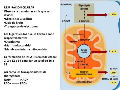 Fases De La Respiracion Celular Respiracion Celular Biologia Images