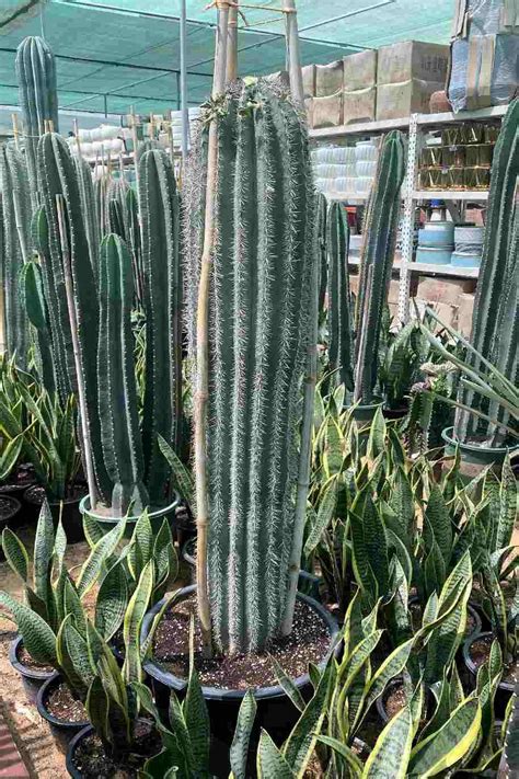 Mexican Giant Cardon Cactus Outdoor Plants Plantshopme