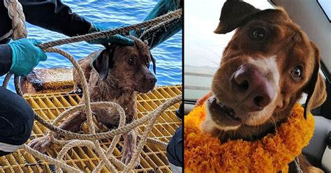 Dog Rescued After Found Swimming 135 Miles Out At Sea Small Joys