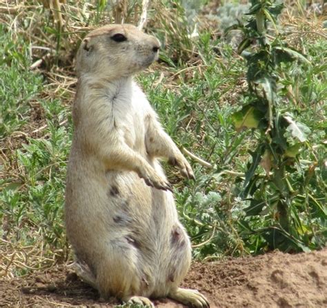 Prairie Dog Management On County Open Space Annual Public Meeting
