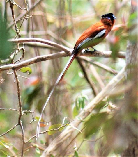 Madagascar Paradise Flycatcher John W Wyberton Flickr