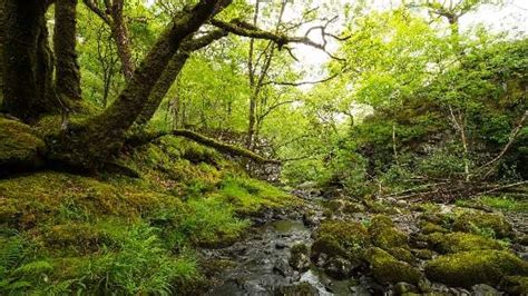 ‘celtic Rainforest Is Massively Expanded Cambrian Uk