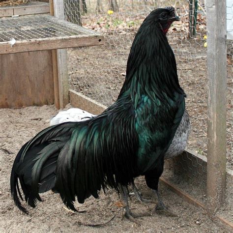 6 Fakta Unik Ayam Cemani, Ayam Hitam Legam yang Popularitasnya Sudah