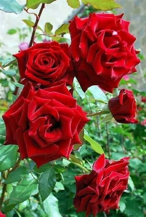 This means that when a hummingbird unfortunately, scientists don't know much about how the first hummingbird evolved. DON'T WAIT...LIFE GOES FASTER THAN YOU THINK | Beautiful ...