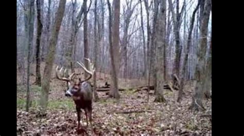 47 Best Ideas For Coloring Big Bucks On Trail Cameras
