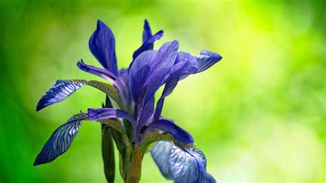 Desktop Wallpaper Irises Blue Flower Bloom Hd Image Picture