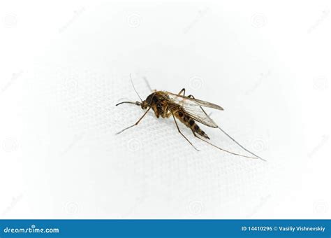 Culex Pipiens Northern House Mosquito Royalty Free Stock Image Image