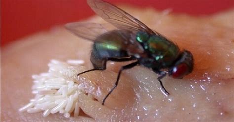 Lalat Bukan Suka Suka Hinggap Pada Makanan Air Liur Najis Antara Yang Ditinggalkan Kenapa