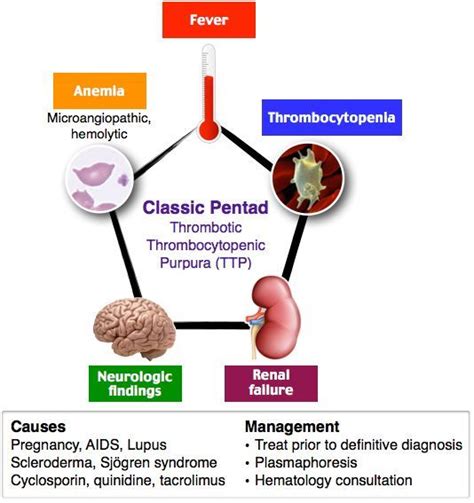 Thrombotic Thrombocytopenic Purpura What To Know