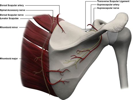Dorsal Scapular Nerve Anatomy