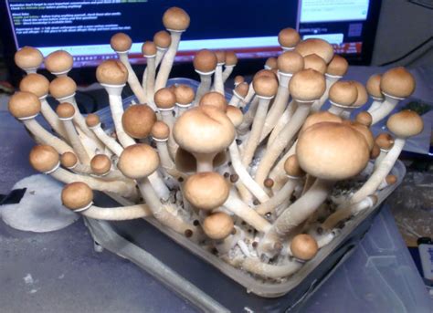 Magic Mushrooms Grow Kits 4 Easy Steps To Growing Magic Mushrooms
