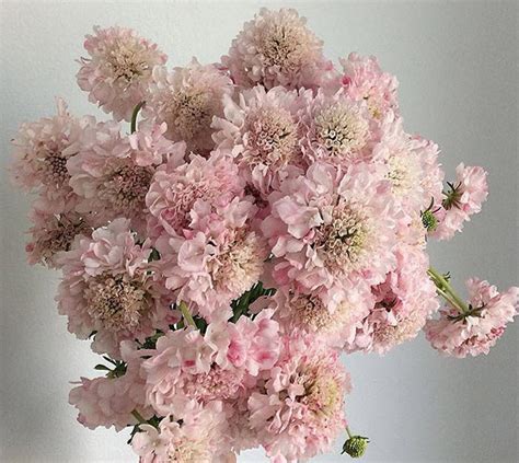 Pink Scabiosa Flower Diy Wedding Flowers Flower Moxie