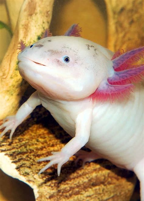 68 Axolotl Facts Ultimate Guide To The Adorable Mexican Walking Fish