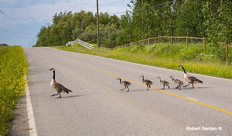 How to move your mailbox in animal crossing: Road Kill - The Canadian Nature Photographer