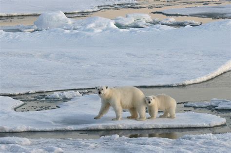 Lab 7 Future Of The Cryosphere