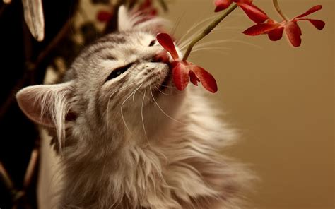Cat Smelling The Flower Wallpapers And Images Wallpapers Pictures