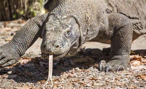 O dragão de komodo é o maior lagarto do mundo, chega a medir 3 metros de comprimento e pesar incrível vídeo de um réptil da ilha komodo, (acho que é ilha), onde um dragão de komodo engole. Dragão de Komodo - Portal dos Animais