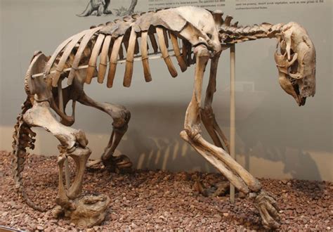 The Shasta Ground Sloth Nothrotheriops Shastensis Was One Of The