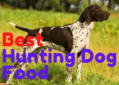 The cost of feeding a dog or cat that is accustomed to western pet food is high in indonesia. Top 5 Best Dog Food for Hunting Dogs(Review) | Pet Daily Press