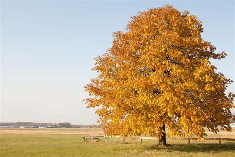Baum Im Herbst Foto And Bild Jahreszeiten Herbst Natur Bilder Auf
