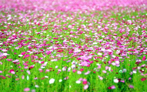 Rengoku with fire sword 4k quality. 4K Flowers Field Wallpapers High Quality | Download Free
