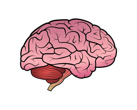 Brain Drawing Icon Transparent Background 17183559 Png