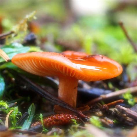 Need Help Identifying Oregon Coast Mushroom Mushroom