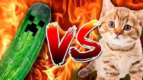 Cats Vs Cucumbers Funny Compilation Of Cats Scaring With Cucumbers