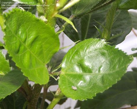 Hibiscus is a genus of flowering plants in the mallow family, malvaceae. Garden Pests and Diseases: Hibiscus: Jagged leaf edges ...