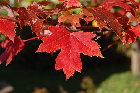 Rhode Island State Tree Red Maple