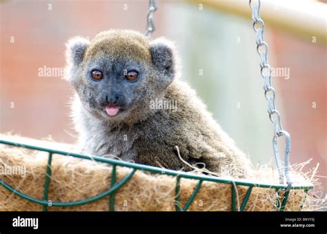 Alaotran Gentle Lemur In Hanging Basket Sticking Out Tongue Stock