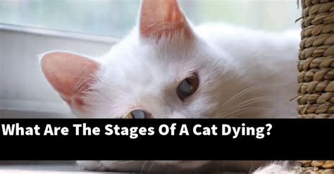 What Are The Stages Of A Cat Dying Explained