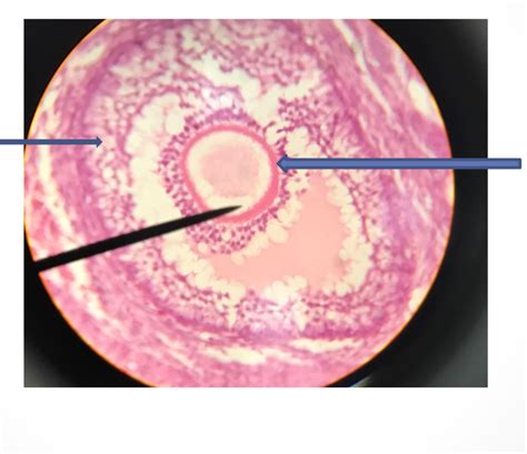 Secondary Follicle Histology Diagram Quizlet