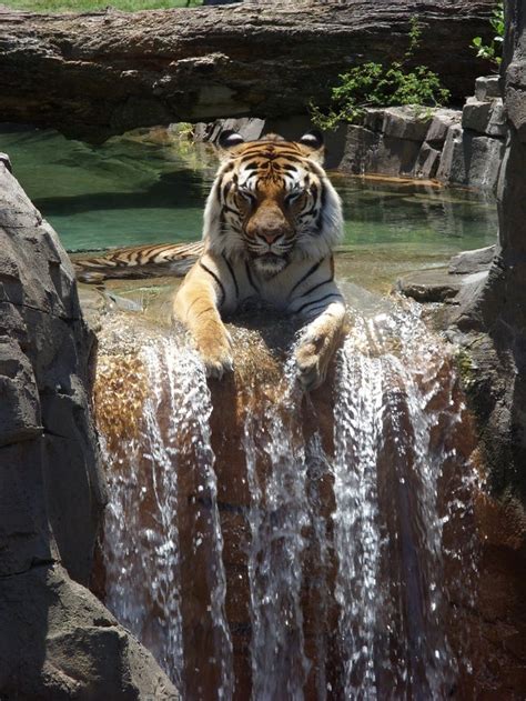Psbattle This Tiger On A Waterfall Photoshopbattles