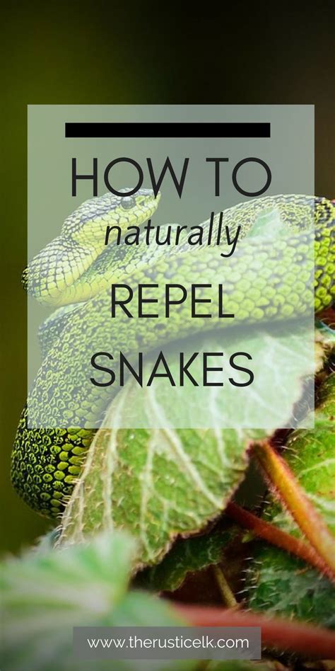 Maybe you would like to learn more about one of these? How to Naturally Repel Snakes | Snake repellant, Snake ...