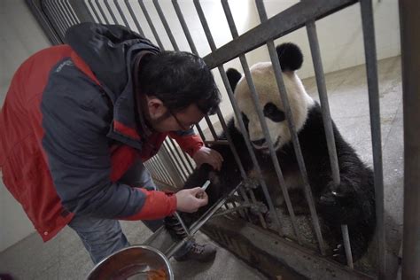 Four Giant Pandas Die As Virus Strikes Chinese Breeding Centre South