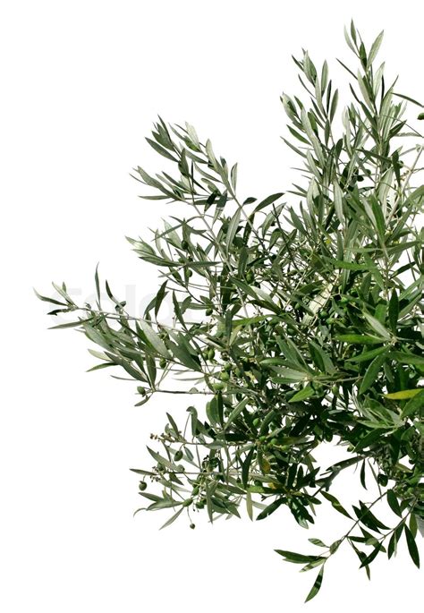 Young Green Olive Tree Branch Isoliert Auf Weißem Hintergrund Stock Bild Colourbox
