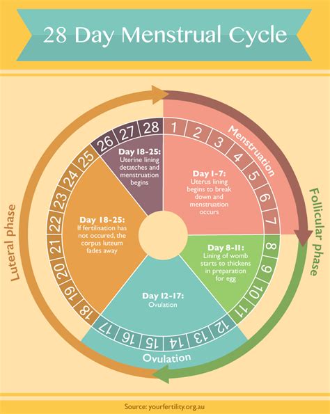28 Day Menstrual Cycle Timeline Photos