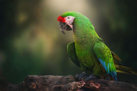 Download Blur Bird Parrot Animal Military Macaw Hd Wallpaper