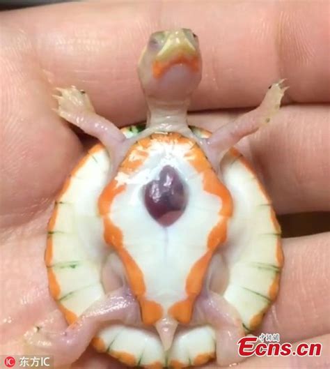 Albino Turtle Born With Heart Outside Its Body