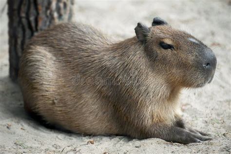 Close Up Portrait Of A Cute Baby Capybara Hydrochoerus Hydrochaeris