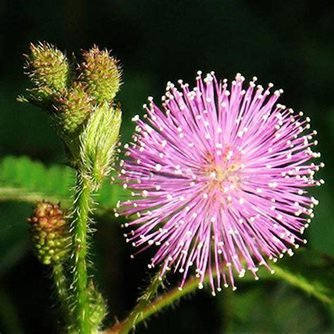 Buy Mimosa Pudica Seeds 30pcs Sensitive Plant Bonsai Garden Decor At