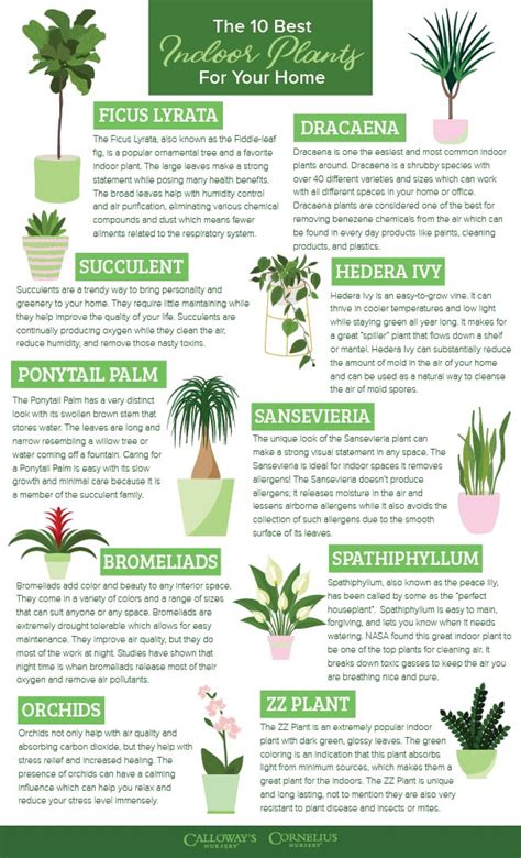 10 Best Indoor Plants For Your Home Calloways Nursery