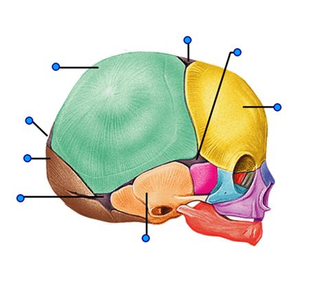 Infant Skull Skull Anatomy Diagram Quizlet